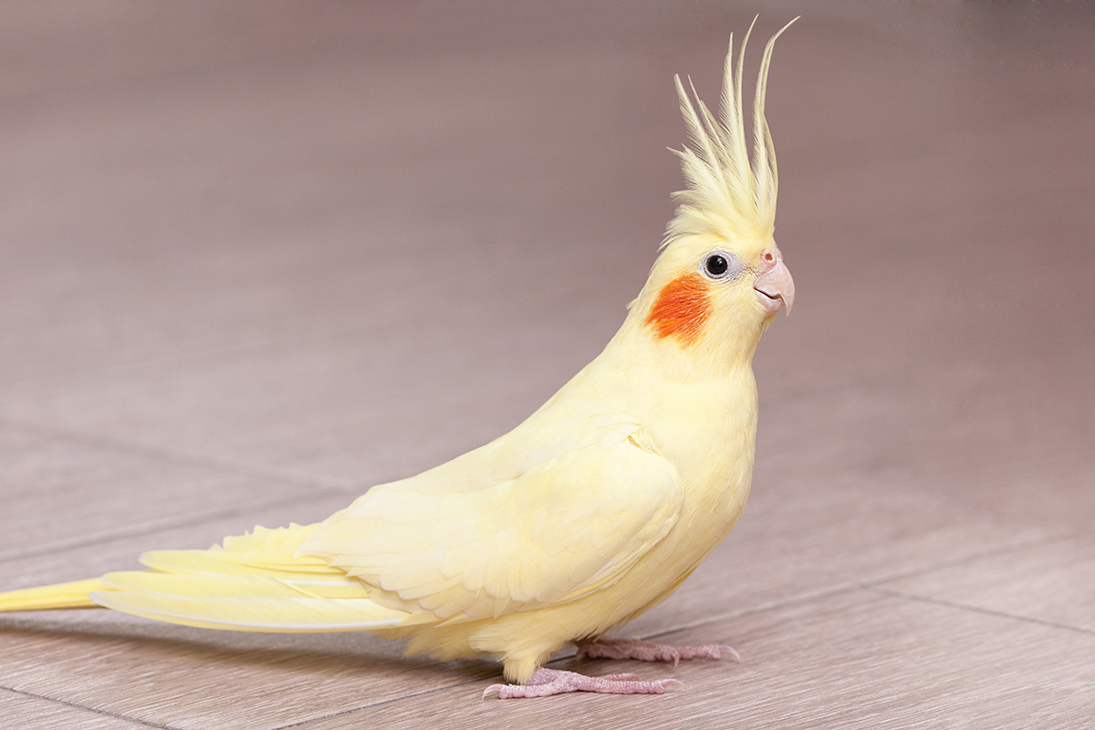 cockatiel bird