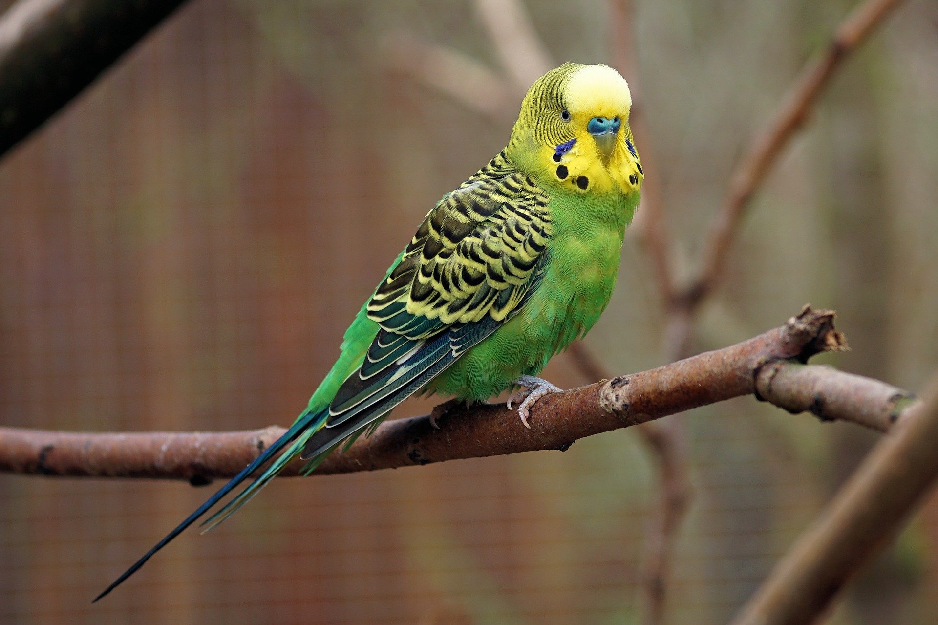 parakeet bird