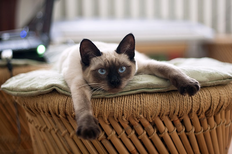 siamese cat